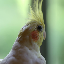 Icon image for server: Minecraft Countries