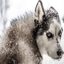 Icon image for server: FrostbittenAnimals