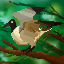 Icon image for server: Spurcia