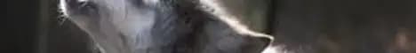 Banner image for server: ERROR Kwety